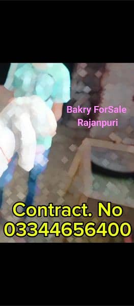 Rajanpuri bakry ForSale Sialkot contract 03344656400 10
