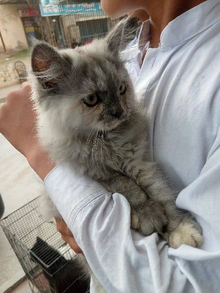 cat for sale/pershian kitten/sami punch face cat/triple coated kitten 2