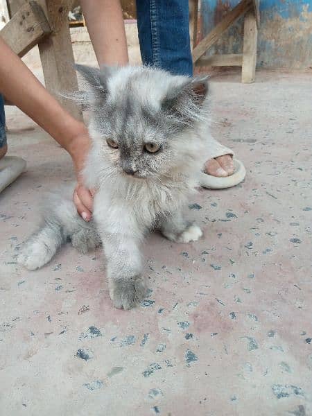 cat for sale/pershian kitten/sami punch face cat/triple coated kitten 3