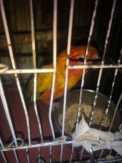 sun kannur parrot male age 5 year old hand Tym no;03056026383