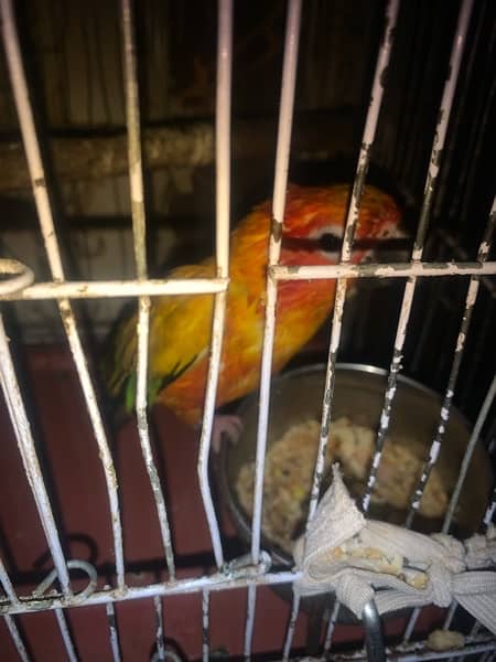 sun kannur parrot male age 5 year old hand Tym no;03056026383 0