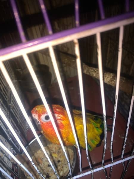 sun kannur parrot male age 5 year old hand Tym no;03056026383 1