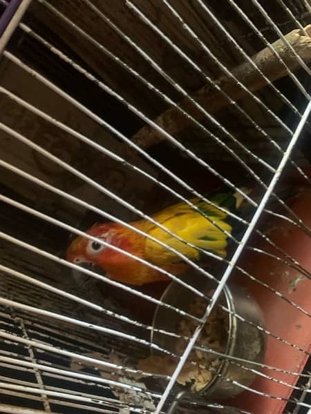sun kannur parrot male age 5 year old hand Tym no;03056026383 2
