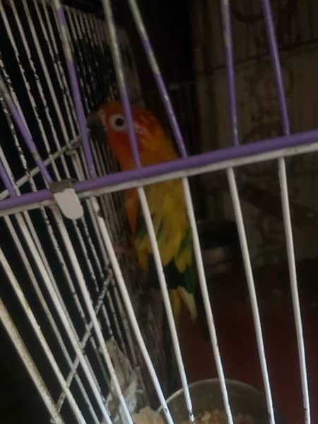 sun kannur parrot male age 5 year old hand Tym no;03056026383 3