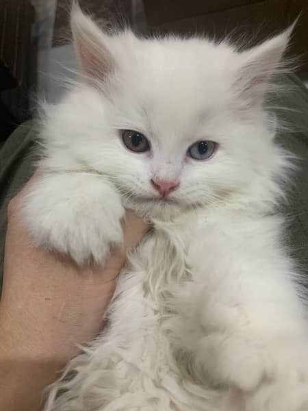 Triple Coated Blue eyes Persian Female Cat 1