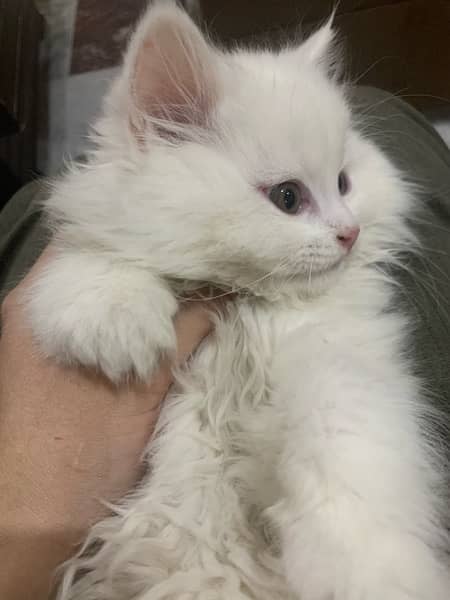 Triple Coated Blue eyes Persian Female Cat 2