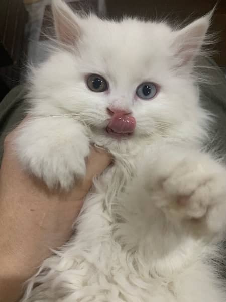 Triple Coated Blue eyes Persian Female Cat 3