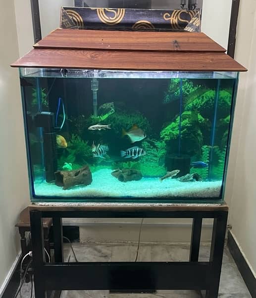 fish aquarium for sell urgent 0