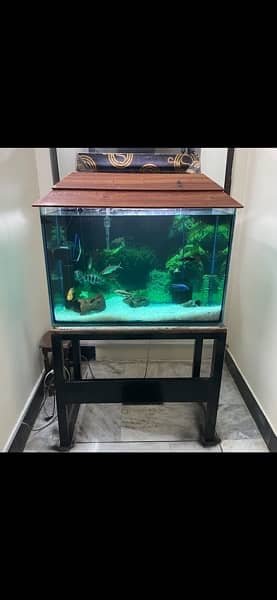 fish aquarium for sell urgent 1