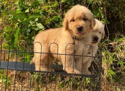 golden retriever puppy for sale 0