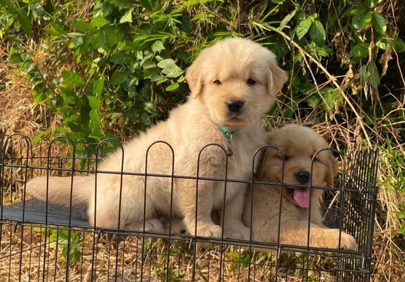 golden retriever puppy for sale 1