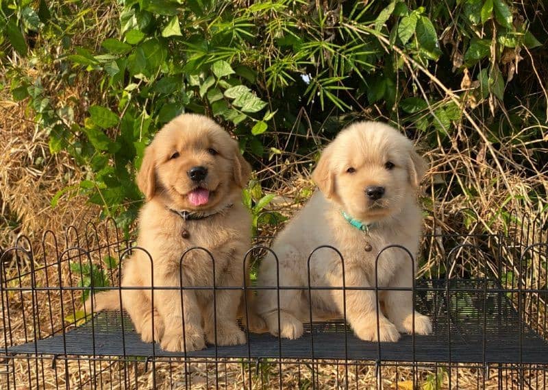golden retriever puppy for sale 2