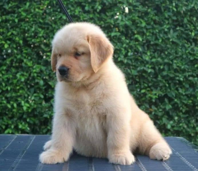 golden retriever puppy for sale 6