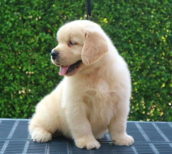 golden retriever puppy for sale 7