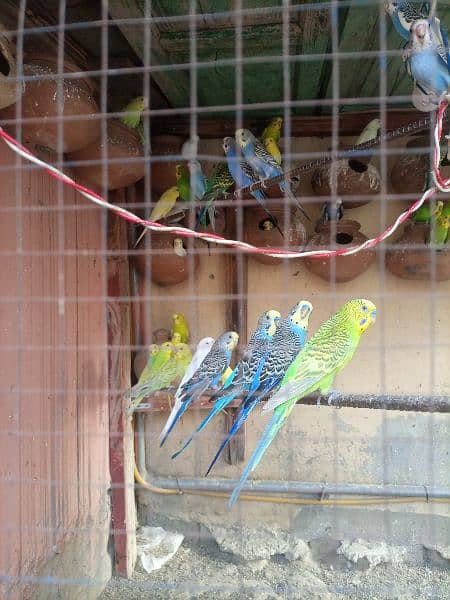 Buggies breeding colony for sale 0