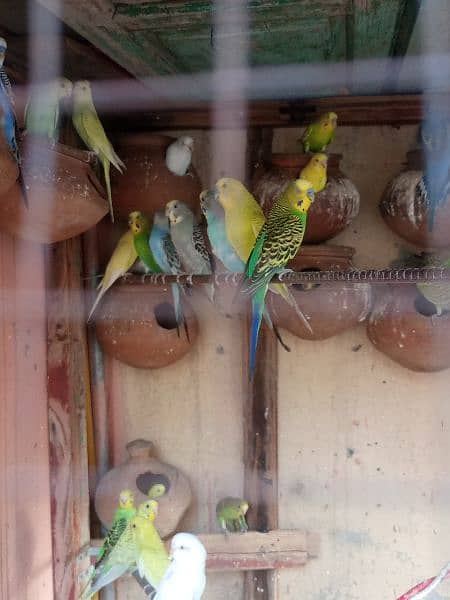 Buggies breeding colony for sale 4