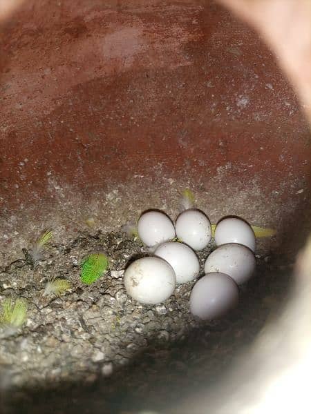 Buggies breeding colony for sale 11