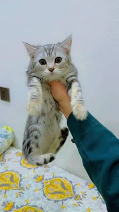 beautiful tabby breed 3 months age healthy and friendly imported cats