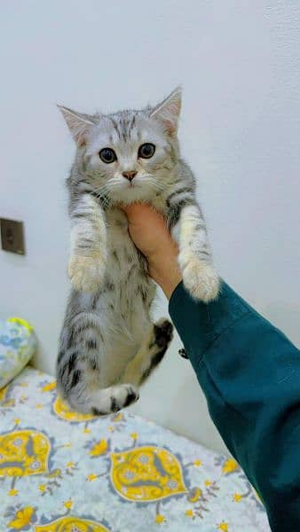 beautiful tabby breed 3 months age healthy and friendly imported cats 0