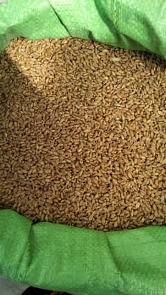 Wheat/Gandum/ Punjab ki achi quality wali saf gandum