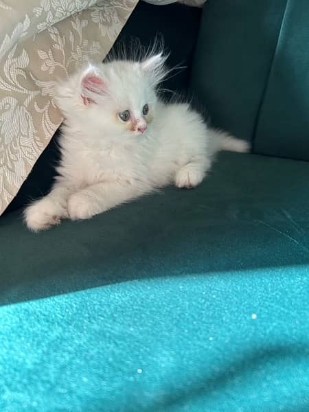 Persian kittens (male and female) 4