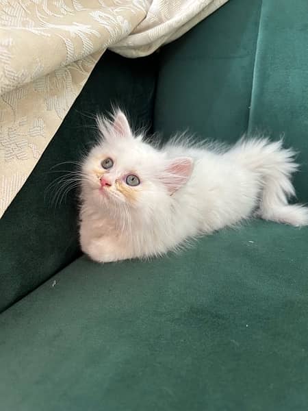 Persian kittens (male and female) 2