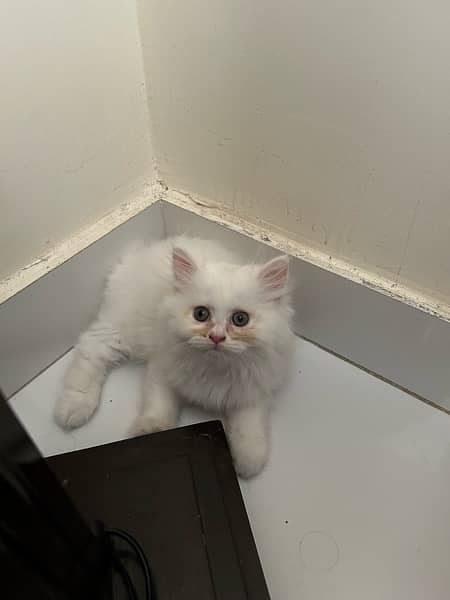 Persian kittens (male and female) 5