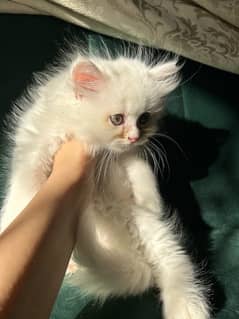 White Persian Kitten (Urgent sale on low price)