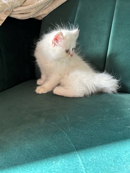 Persian kittens (male and female) 6