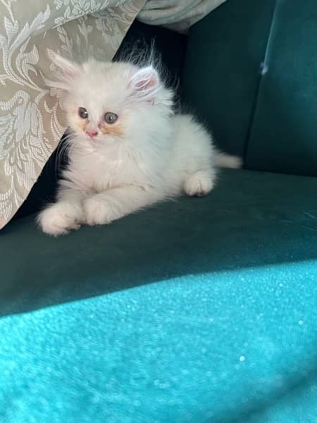 Persian kittens (male and female) 7