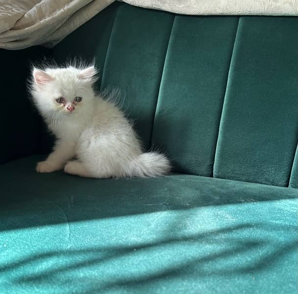 Persian kittens (male and female) 8