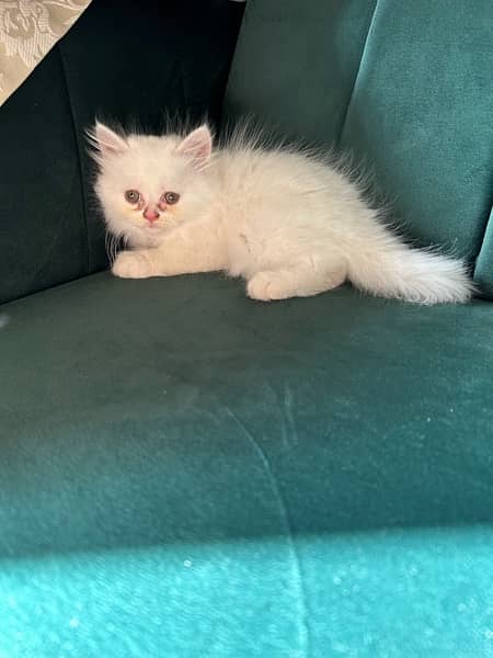 Persian kittens (male and female) 9