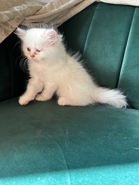 Persian kittens (male and female) 10