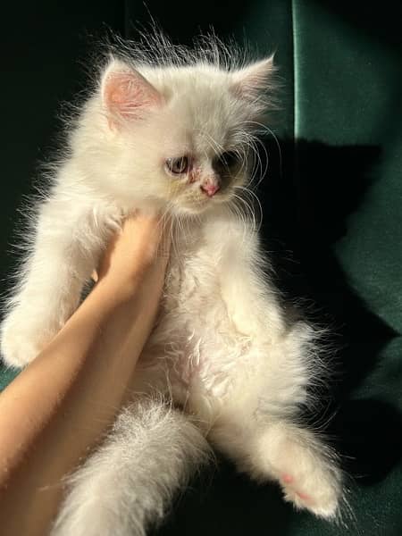 Persian kittens (male and female) 11