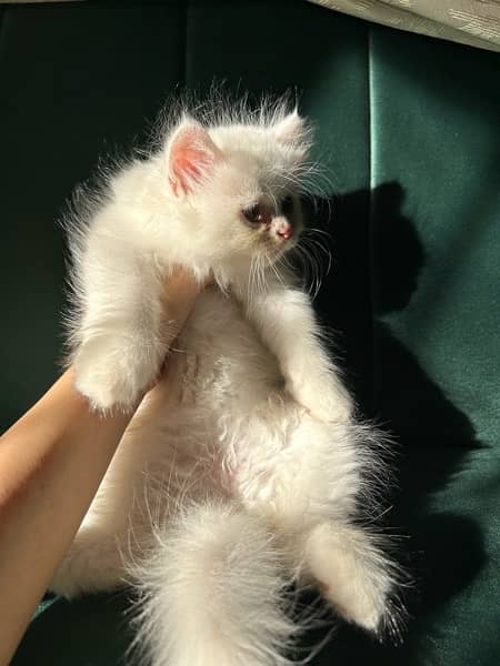 Persian kittens (male and female) 12