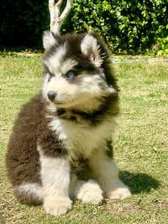 Siberian husky puppie