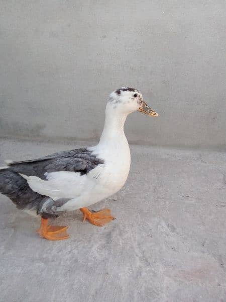ducks 0