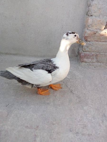 ducks 1