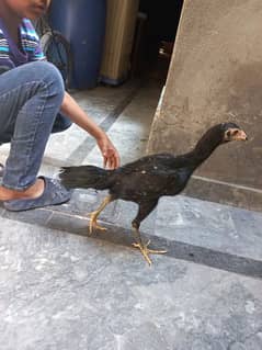 Aseal Shamoo Black hen for sale agr 6 month
