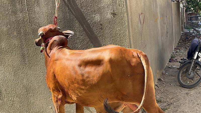 Cow | Bull | bachra | Desi wacha for Qurbani 2024 0