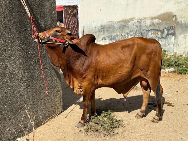 Cow | Bull | bachra | Desi wacha for Qurbani 2024 2