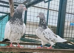 Pigeons Breeder Pairs Madyan & Resulted Bachay for sale 0308-5000940