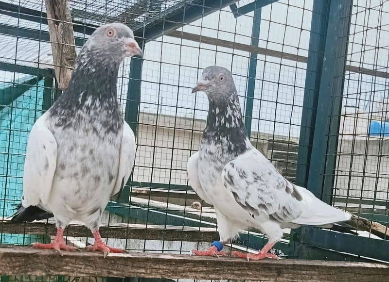 Pigeons Breeder Pairs Madyan & Resulted Bachay for sale 0308-5000940 0