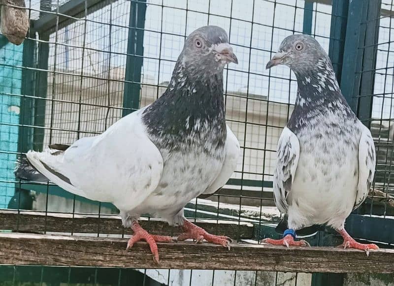 Pigeons Breeder Pairs Madyan & Resulted Bachay for sale 0308-5000940 1