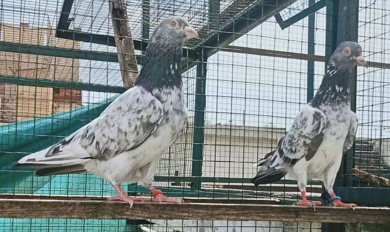 Pigeons Breeder Pairs Madyan & Resulted Bachay for sale 0308-5000940 2