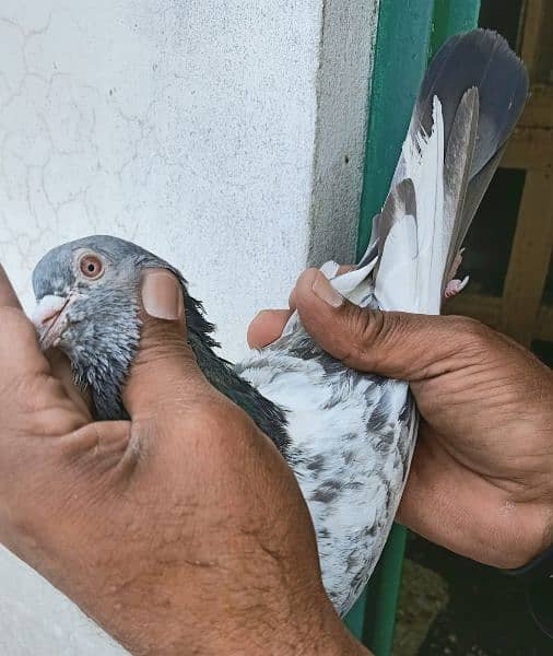 Pigeons Breeder Pairs Madyan & Resulted Bachay for sale 0308-5000940 3
