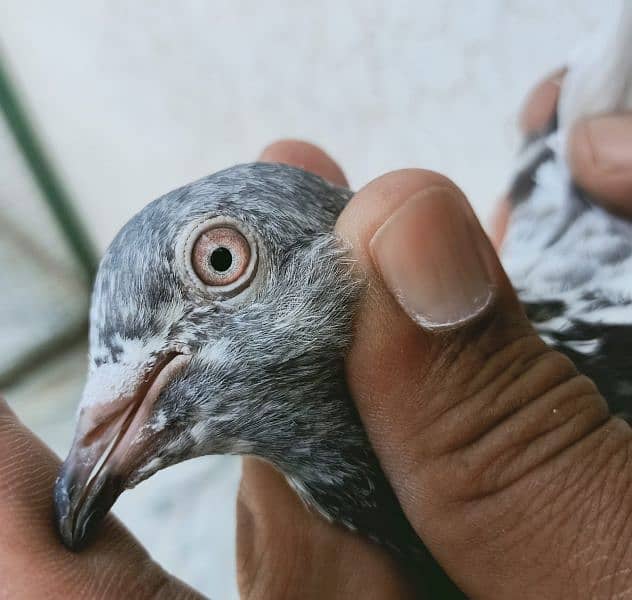 Pigeons Breeder Pairs Madyan & Resulted Bachay for sale 0308-5000940 6