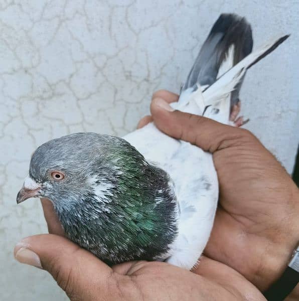 Pigeons Breeder Pairs Madyan & Resulted Bachay for sale 0308-5000940 7