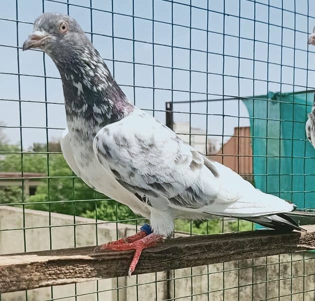 Pigeons Breeder Pairs Madyan & Resulted Bachay for sale 0308-5000940 8