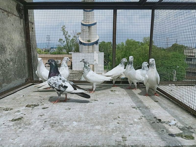 Pigeons Breeder Pairs Madyan & Resulted Bachay for sale 0308-5000940 12